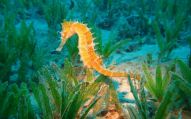 Seahorses